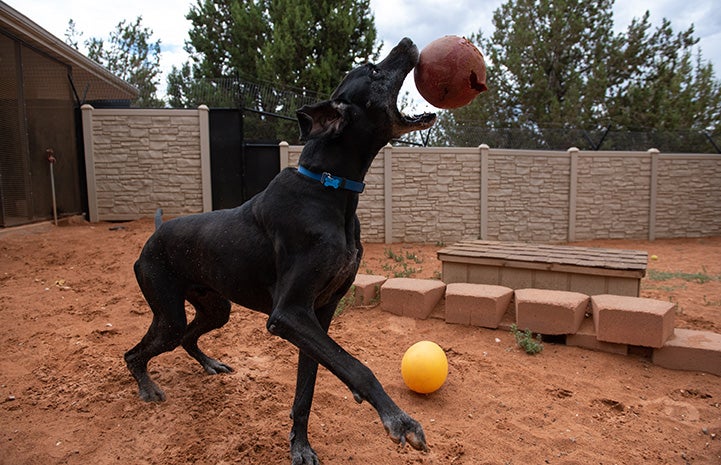 Great Dane Marmaduke playing outside with some balls