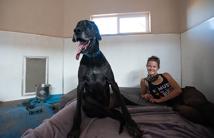 Marmaduke the great Dane sitting on the mattress in his kennel next to a lying down woman