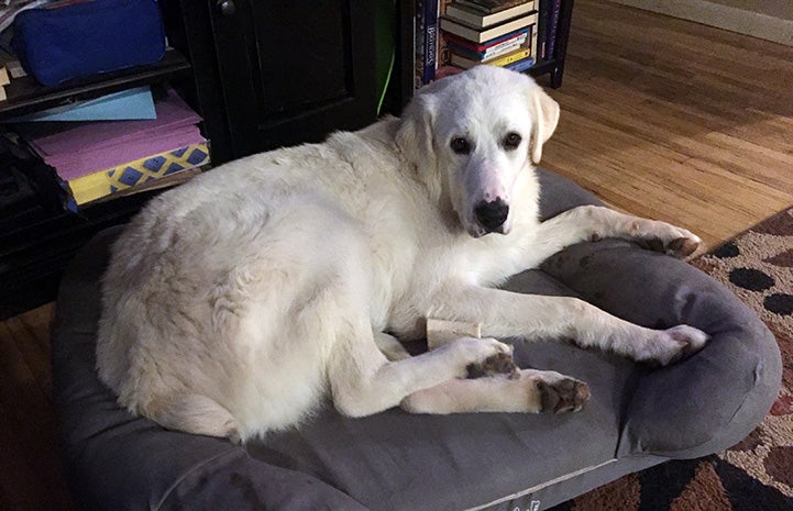 Great Pyrenees Eddie lying on a gray dog bed