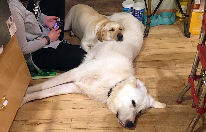 Eddie and Luna the dogs lying snuggled with each other on the floor next to a person