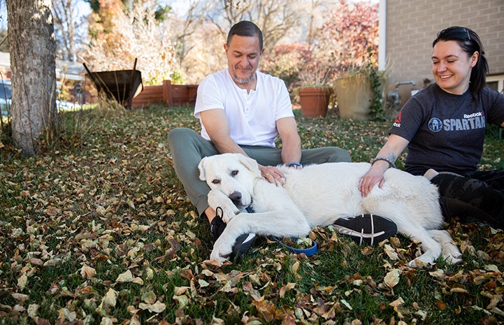 Eddie the great Pyrenees lying outside on the grass with his new family