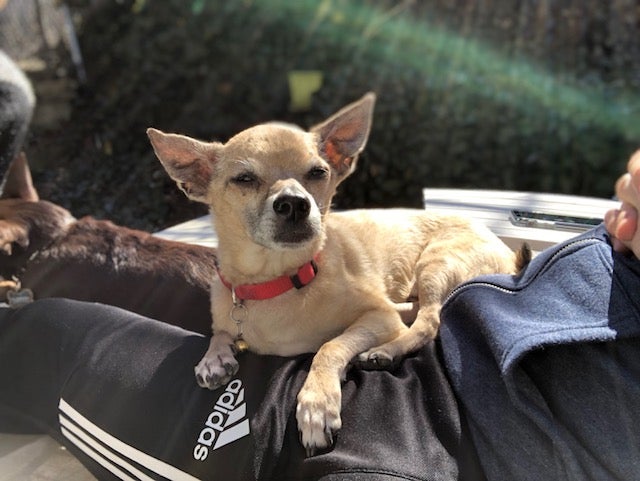 Griff the senior Chihuahua lying on a person's lap with his eyes slightly closed