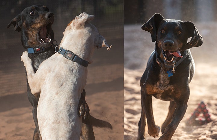 Haku the hound dog collage of photos, one of him playing with another dog and another of him running toward the camera