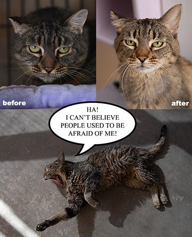 Collage of before and after photos of Booh the cat