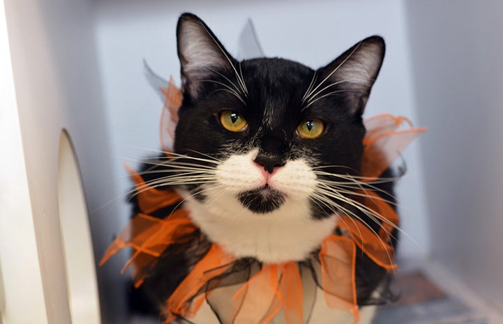 Black and white cat wearing a festive orange and black collar