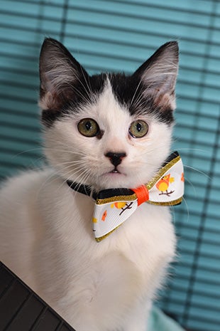 Black and white kitten wearing an orange and white bow tie with owls on it
