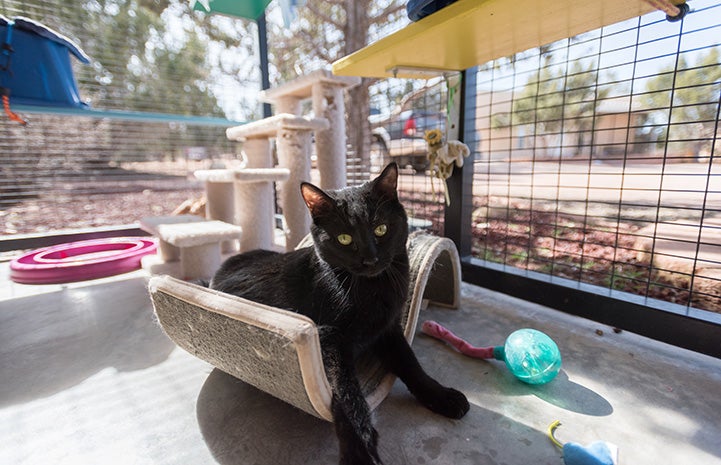 Ori the black cat lying in a piece of cat furniture