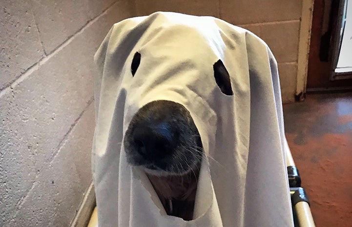 Racko the dog dressed in a ghost costume