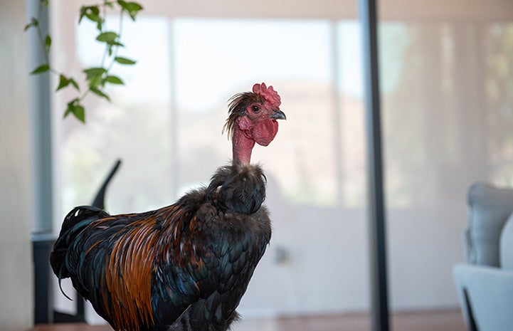 Salvador the Transylvanian rooster with a naked neck