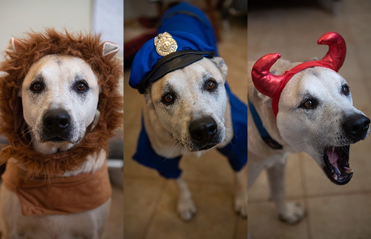Tonya the dog dressed as a lion, police officer and a devil