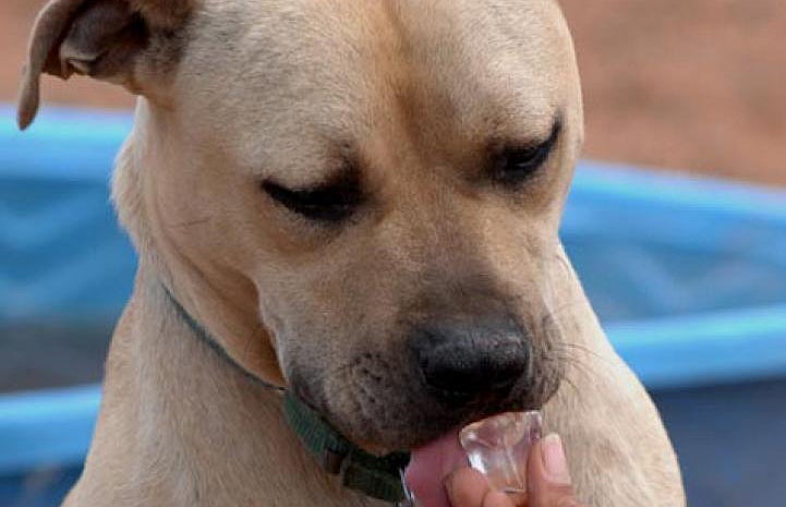 Vicktory dog Handsome Dan's favorite treat: ice cubes or chips!