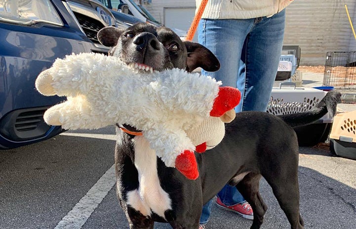 Buster the dog holding a lamb plush toy in his mouth