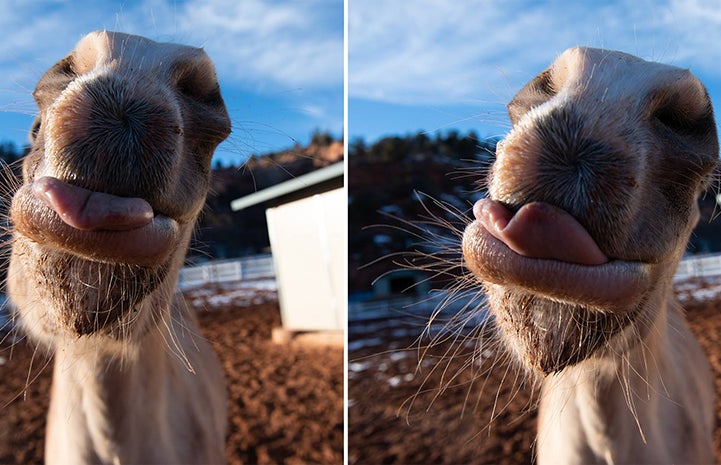 Side by side close-up photos of Dusty the horse sticking his tongue out