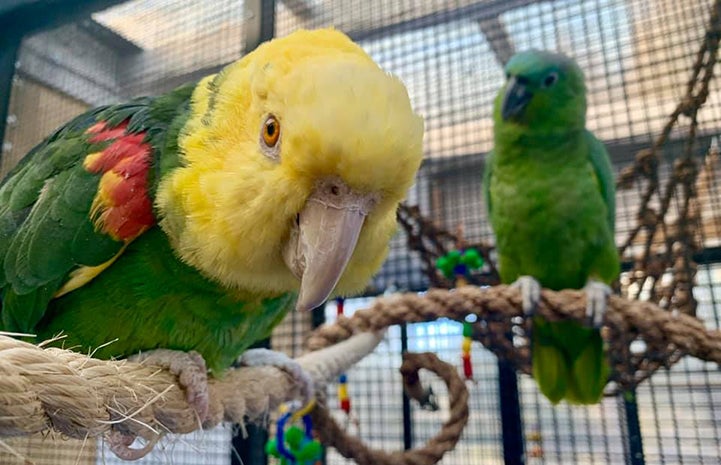 Patty and Jonny the green Amazon parrots