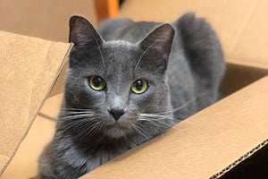 Theodore the gray cat in a cardboard box