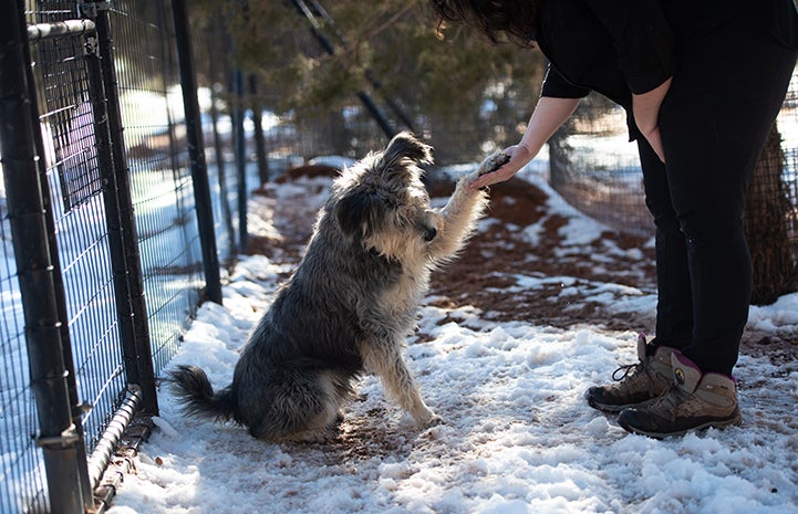 Jace the dog shaking hands with a woman while outside in the snow