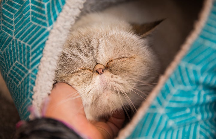 Hand scratching the chin of a happy cat with eyes closed in bliss while lying in a bed