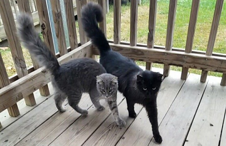 Salem the cat next to his gray feline buddy on a porch with their tails up in the air