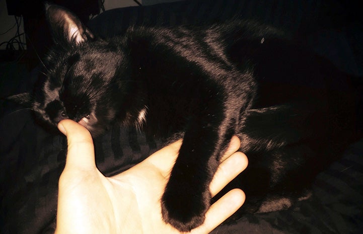 Bruce the cat with his paw lying on a person's hand while he licks the thumb