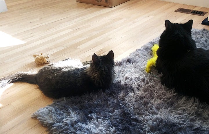 Aslan the kitten lying next to another cat on the floor