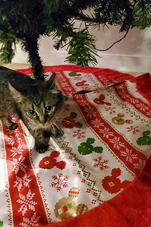 Aslan the kitten on the skirt under a Christmas tree