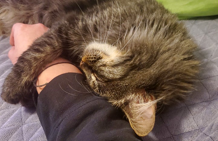 Aslan the kitten snuggling up next to a person's hand