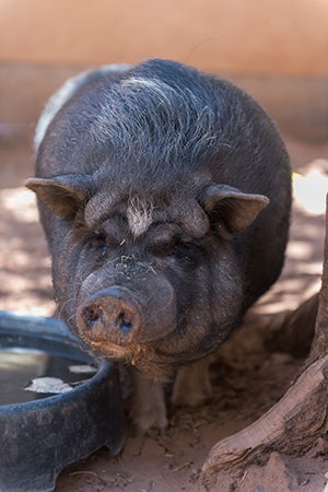 When he was still a piglet, Wilbur was abandoned in a rather strange place for a pig — a bar