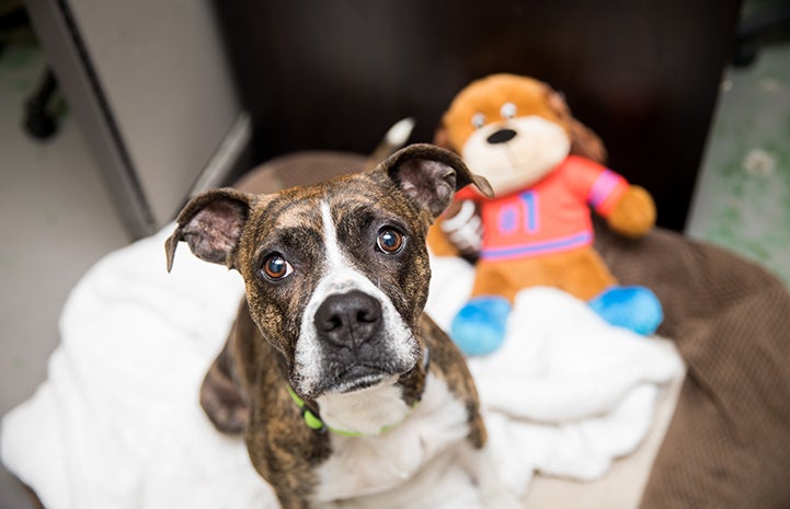 Honey, a brindle-colored pit bull terrier type dog, with a toy while she recovered from heartworm