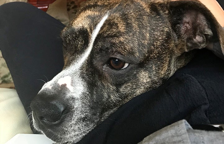 The face of Honey, a brindle pit-bull-terrier-type dog who was heartworm positive