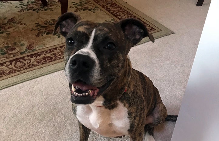 Honey, a brindle-colored pit bull terrier type dog on some carpet