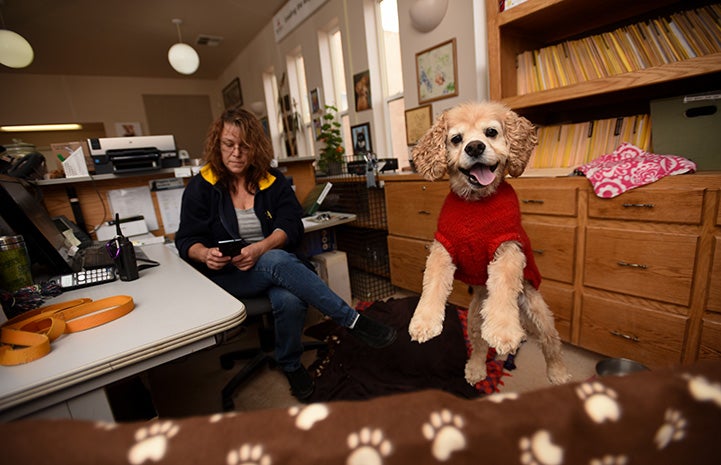 Josh, a smiling Cocker spaniel jumping up from behind a desk at Dogtown Headquarters