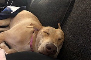 Harley the Lab mix dog sleeping on a couch