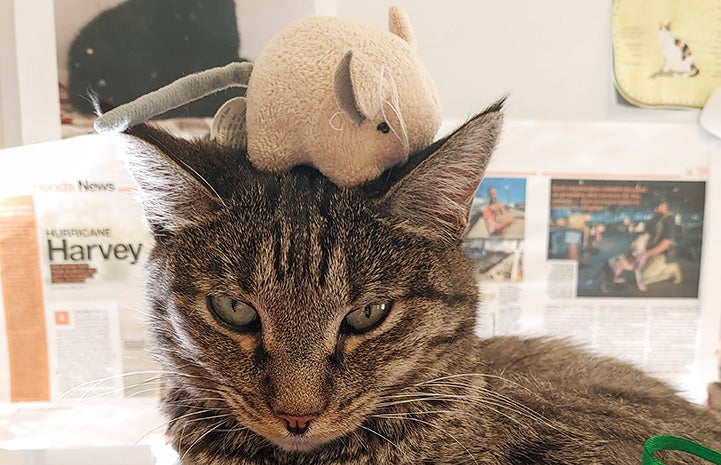 Angel the tabby cat with a toy on her head