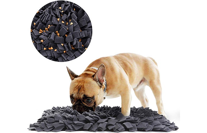 Brown French bulldog smelling a Snuffle Mat