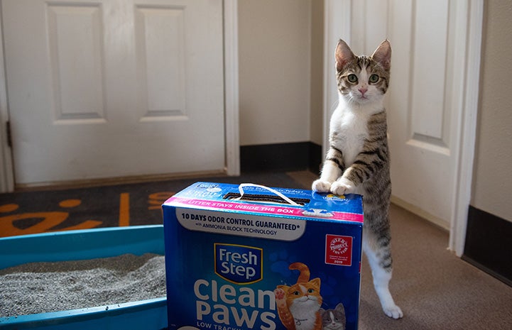 Tabby and white cat standing up with his front paws on a box of Fresh Step cat litter, with a litter pan in the background