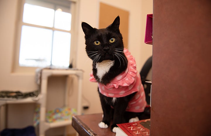 Black and white cat wearing a cute pink outfit while sitting on the corner of a desk