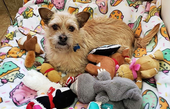 Small fuzzy dog lying on a blanket with a bunch of dog toys in front of him