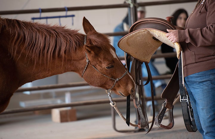 Person holding a saddle walking over to Bergie the horse