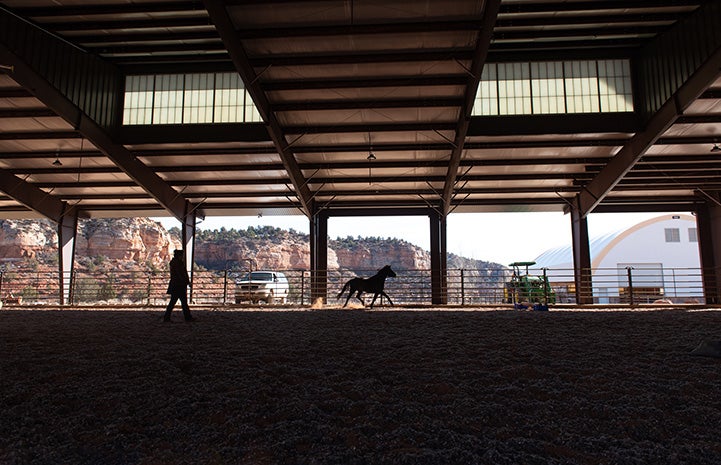 Silhouette of person and horse from within the arena