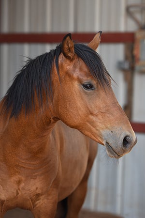 A profile pic of Willie the bay colored horse