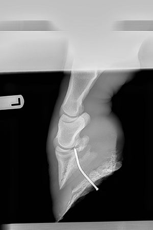 The X-ray of Willie the horse's hoof with a nail in it
