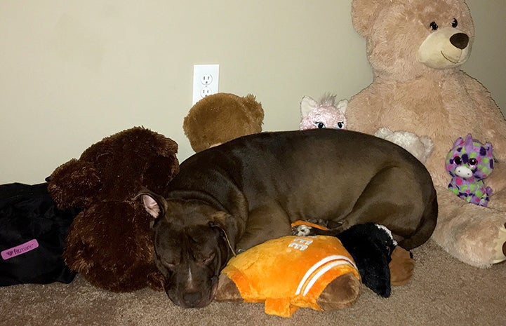 Arrow, a brown and white pit-bull-type dog, sleeping with a bunch of stuffed toys