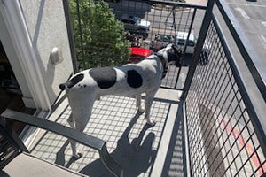 Comet the hound dog standing outside on a balcony