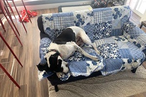 Hound dog Comet laying on a quilt covered couch