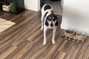 Comet the hound dog standing on a wooden floor next to his food and water dish