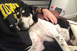 Comet the dog lying on the chest of a person