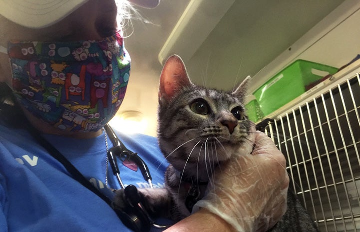 Person wearing a mask holding a tabby cat in front of some kennels
