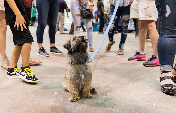 Terrier mix on a leash with a crowd behind him