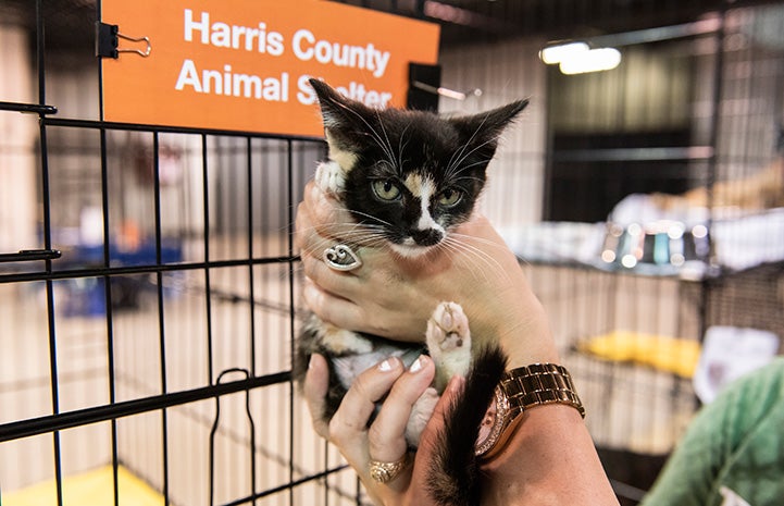 Person holding a calico kitten in front of a Harris County Animal Shelter sign