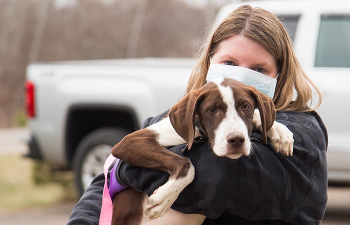 Woman wearing a mask carrying a brown and white dog for a transport